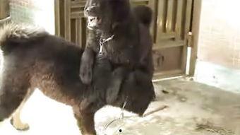 狗咬狗,揭示动物世界中的残酷生存法则